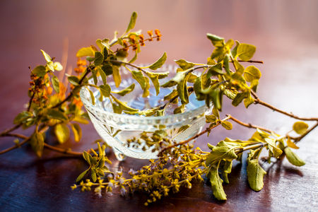 Tulsi ka pani or extract of holy basil or Ocimum tenuiflorum used in many holy works and in modern and ayurvedic medicines along with homeopathic and aromatherapy  works.の写真素材