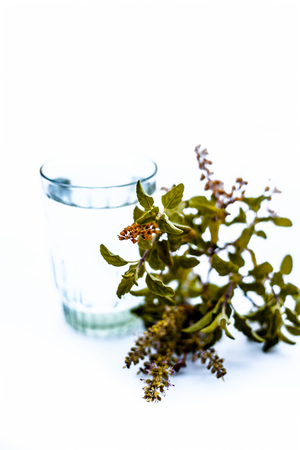Tulsi ka pani or extract of holy basil or Ocimum tenuiflorum used in many holy works and in modern and ayurvedic medicines along with homeopathic and aromatherapy  works isolated on white.の写真素材