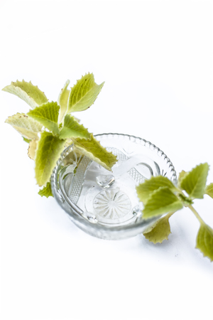 Ajwain water or carom extract or bishop's weed water in a bowl with raw ajwain or  oomam leaves isolated on white.の写真素材