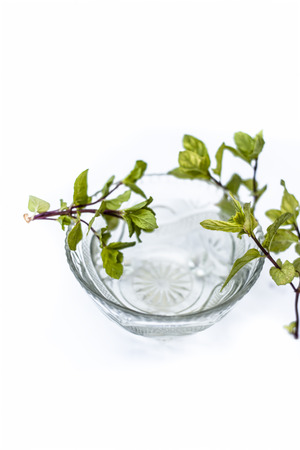 Tulsi ka pani or extract of holy basil or Ocimum tenuiflorum used in many holy works and in modern and ayurvedic medicines along with homeopathic and aromatherapy  works isolated on white.;の写真素材