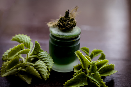 Green colored ajwain essence or carom seeds essence on wooden surface used in medicines and in beauty products.の写真素材