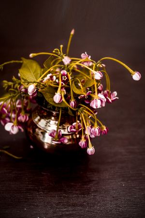 Fresh bright flower of madhumati or honey suckle or Rangoon creeper or chinese honeysuckle or Combretum indicum in a orange colored vase on brown colored wooden surface.の写真素材