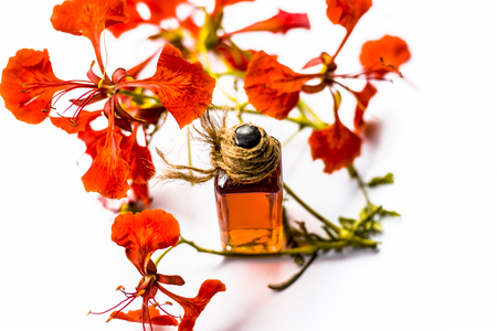 Flame tree or Gulmohor or Goolmohor tree flower's essence in a transparent bottle isolated on white.の写真素材