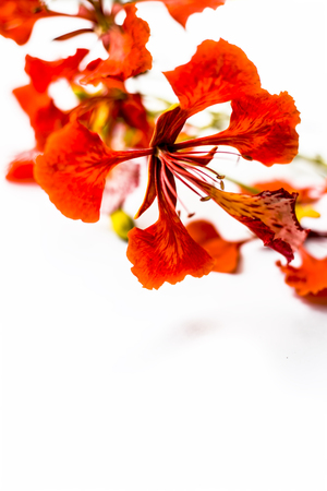 Close up of flowers of Flame tree or Peacock tree isolated on white also  known as Gulmohor or Goolmohor.の写真素材