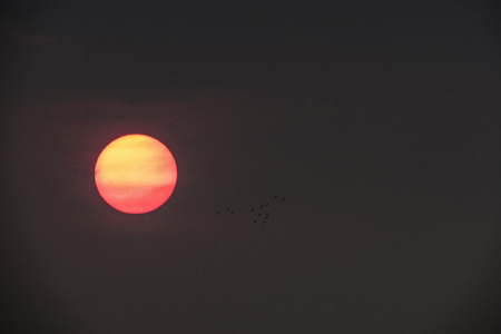 Close up of sun during sunset with trees and lake.