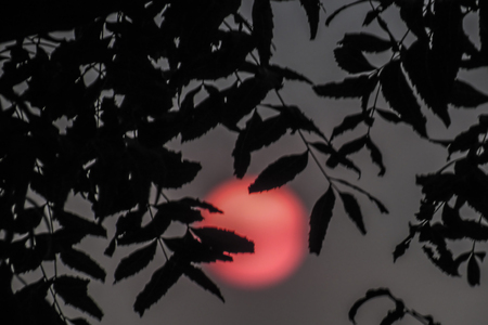 Close up of sun during sunset with trees and lake.の写真素材