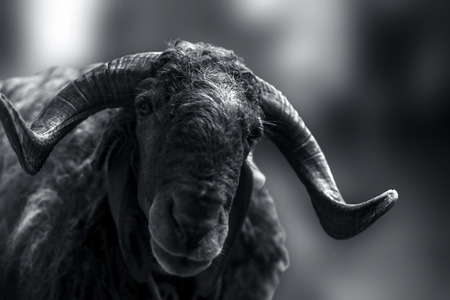 Close up of Indian sheep or Ram breed sheep or Awassi breed sheep in the fields.の写真素材