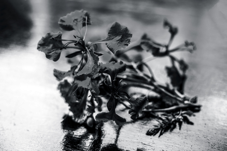 Close up of orange colored flowers of flame tree or gulmohor or goolmohor on a wooden surface.の写真素材