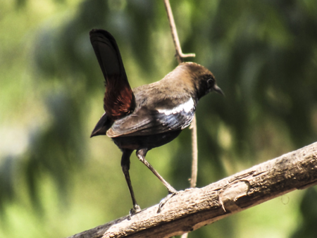 Close up of common species of bird sitting on tree branch.の写真素材