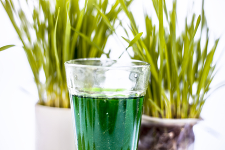Close up of two small pots containing wheat grass in them isolated on white.
