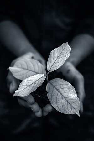 Close up of Human hands trying to Save mother nature by holding  plant in palms.Concept of saving...