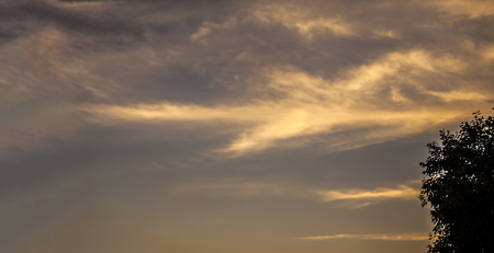 Dusk time shot of trees silhouette in the deep forest concept of loneliness and break up.の写真素材