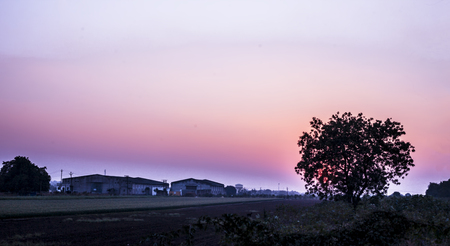 Wide angle shot of trees silhouette during sunset time in the deep dried forest.Concept of break up and loneliness.の写真素材