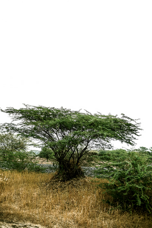 Green colored ever green solitary tree isolated on white.の写真素材