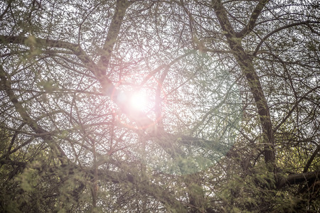Tree with sky background and a sun flair.