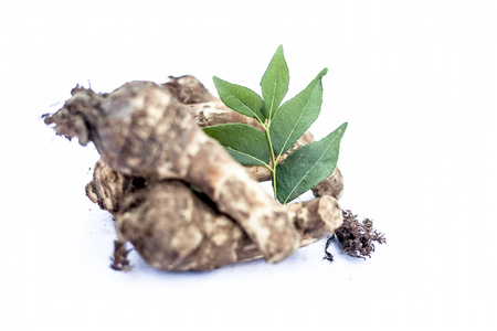Close up of rare vegetable i.e. roots of jack fruit  or Jackfruit roots isolated on white also known as kathal or kathal ki chal or kathal ki gad or kathal ki jed with raw fresh leaves.の写真素材