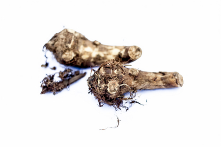 Close up of rare vegetable i.e. roots of jack fruit  or Jackfruit roots isolated on white also known as kathal or kathal ki chal or kathal ki gad or kathal ki jed used to flavor meat and vegetables.の写真素材