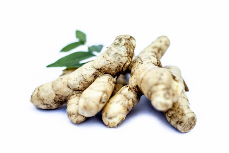 Close up of popular Indian & Asian raw organic herb or ayurvedic herb isolated on white i.e. Amba haldi or Mango ginger or white ginger or Curcuma amada.の写真素材