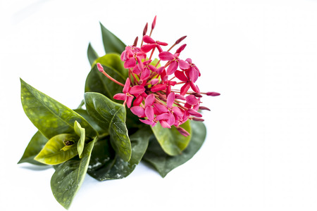 Close up of red colored pentas flower or Egyptian Star Flower or jasmine isolated on white.の写真素材