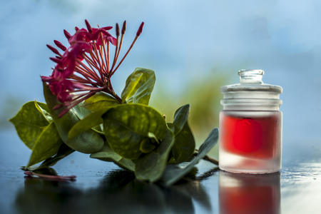 Close up of red colored pentas flower or Egyptian Star Flower or jasmine on wooden surface with its extracted essential oil in a transparent bottle.の写真素材