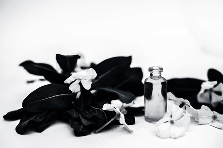 White colored flowers along with leaves and essential organic essence in a small transparent glass bottle isolated on white.の写真素材