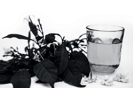 Close up of extract of Indian jasmine flower or juhi or Jasminum Auriculatum isolated on white in a transparent glass with raw flowers.の写真素材