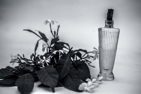 Close up of spray or perfume of Indian jasmine flower or juhi or Jasminum Auriculatum isolated on white in a small bottle with raw flowers.の写真素材