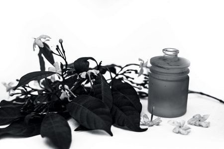 Close up of essential oil of Indian jasmine flower or juhi or Jasminum Auriculatum isolated on white in a small transparent glass bottle with raw flowers.の写真素材