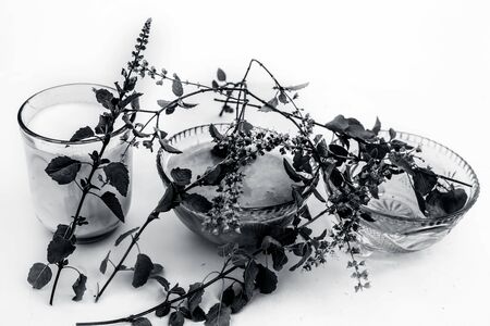 Tulsi face pack or face mask isolated on white i.e. Oatmeal well mixed with tulsi or holy basil with milk and water used for tans or sun burns.の写真素材