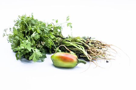 Fresh leafy vegetable i.e. Coriander leaves isolated on white along with a green chili and some...