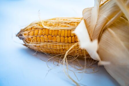 Raw organic fresh corn cob isolated on white.