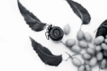 Fresh green neem fruit of Indian Lilac fruit in a clay bowl isolated on white along with its concentrated essential oil or essence in a transparent glass bottle. Horizontal top shot.の写真素材