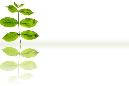 Rangoon creeper or Chinese honeysuckle or Madhu Malti or Combretum Indicum vine plant's leaves isolated on white.の写真素材