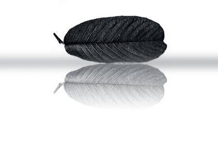 Single leaf of guava fruit plant also known as amrut, amrod, jamrukh, naaka, etc isolated with a reflection on white background.の写真素材