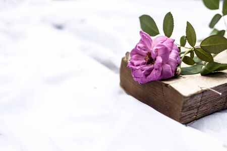 Pink rose on the old book with yellow color on white fabric. Isolated.
