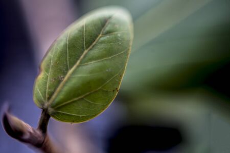 Macro shot of small banyan tree leaf on black a wooden surface with soft focus.