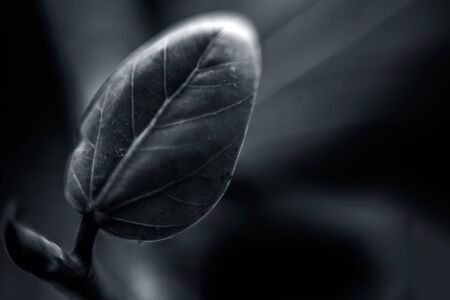 Macro shot of small banyan tree leaf on black a wooden surface with soft focus.