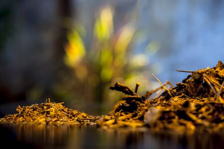 Ayurvedic herb best for fever and cough on a black wooden surface i.e. Ardusi or Malabar nut along...