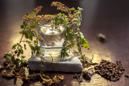 Best face mask to achieve clear pimple-free skin from home. DIY Holy Basil face mask consisting of some cloves, neem leaves, basil leaves and water shot of all the ingredients on the surface.の写真素材
