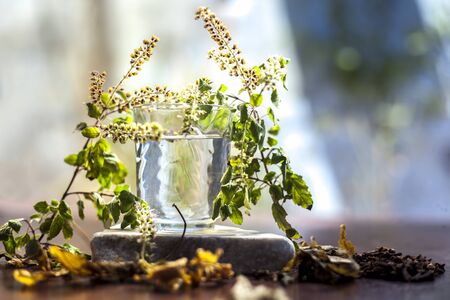 Best face mask to achieve clear pimple-free skin from home. DIY Holy Basil face mask consisting of some cloves, neem leaves, basil leaves and water shot of all the ingredients on the surface.の写真素材