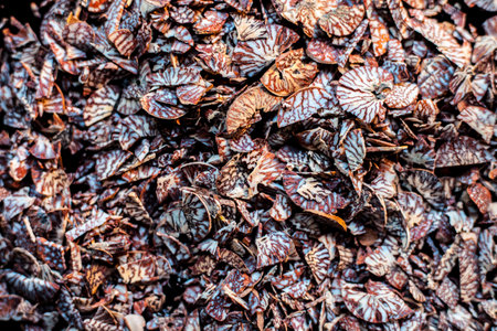 Close up shot of cut betel nut or areca nut on a black surface.の写真素材
