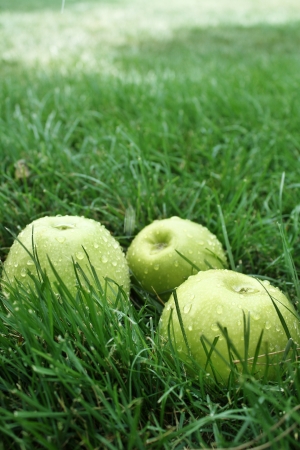 Green apple on grassの写真素材
