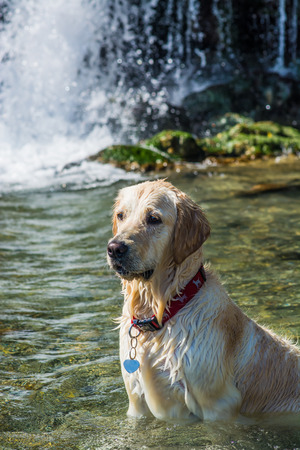 golden retrieverの写真素材