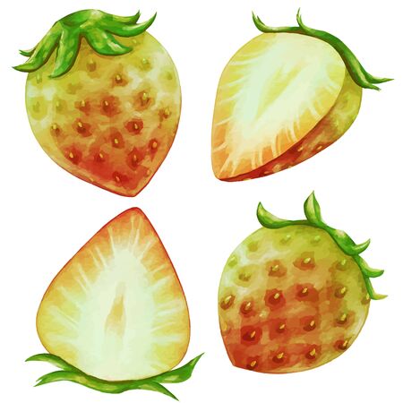 Strawberry Illustrationのイラスト素材