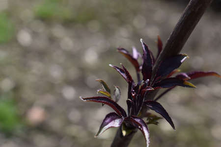 spring branches with emerging leaves