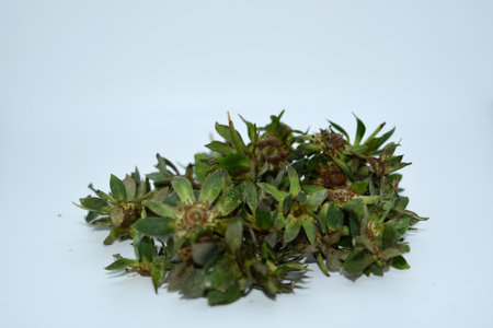 Pressed and dried green leaves on a white background.