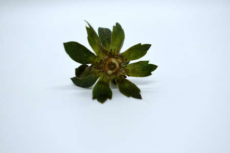 Strawberry isolated on a white background. Close-up.の写真素材