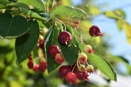background nature small red apples on the background of the sky and cobwebs