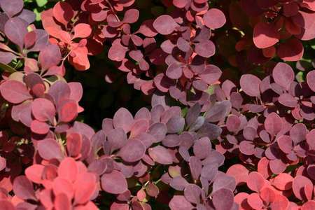summer nature background beautiful bush with bright leavesの写真素材