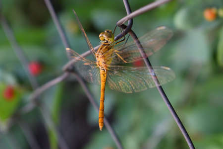 dragonfly on metal grate summer background nature insect